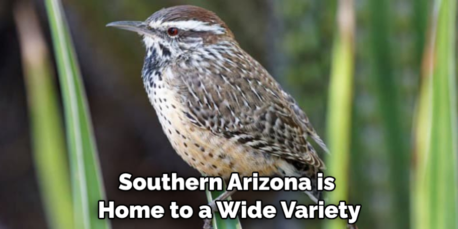 Southern Arizona is Home to a Wide Variety