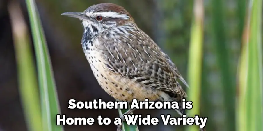 Southern Arizona is Home to a Wide Variety