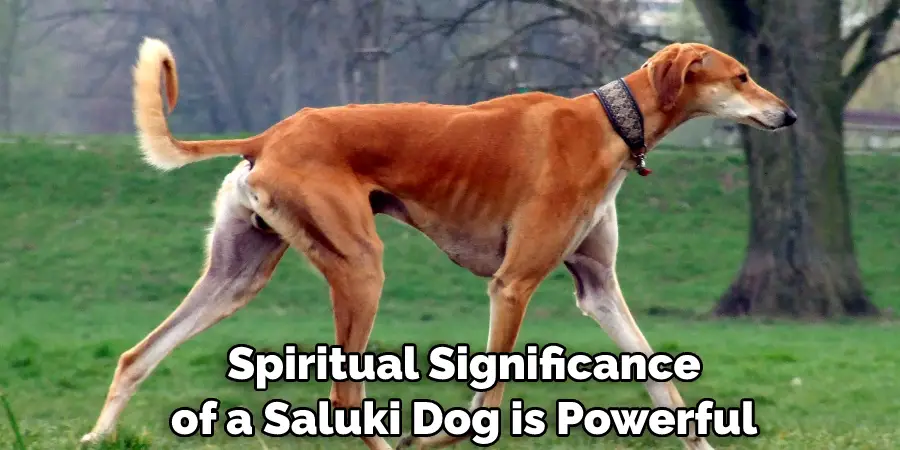  Spiritual Significance of a Saluki Dog is Powerful