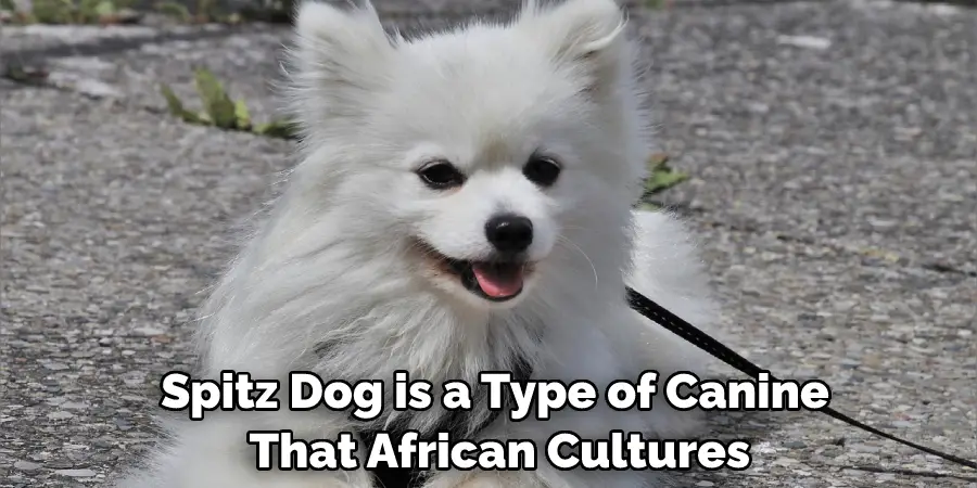 Spitz Dog is a Type of Canine That African Cultures