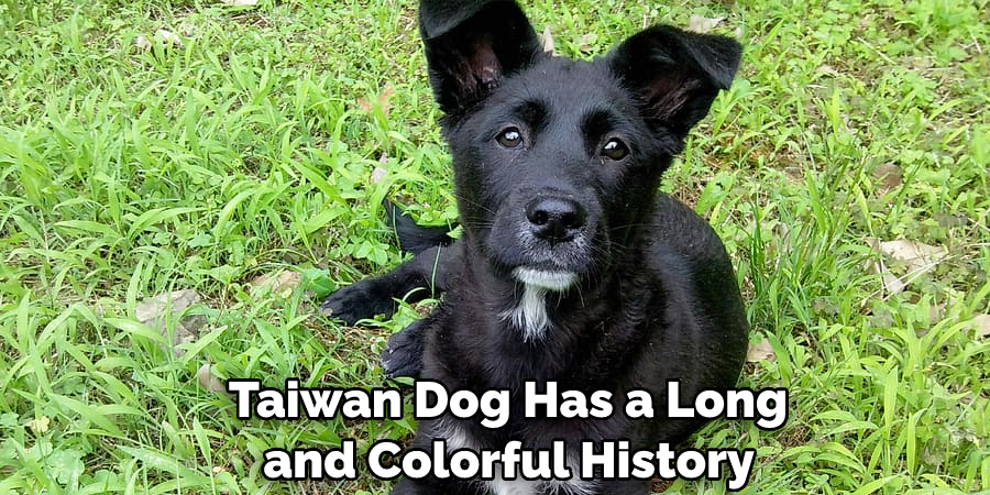  Taiwan Dog Has a Long and Colorful History
