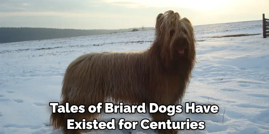 Tales of Briard Dogs Have Existed for Centuries