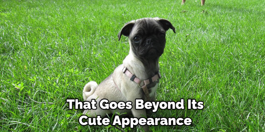  That Goes Beyond Its Cute Appearance