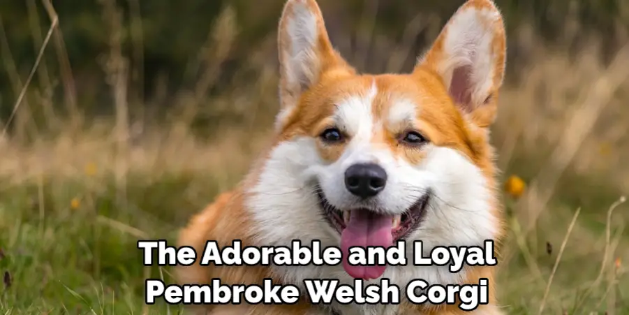 The Adorable and Loyal Pembroke Welsh Corgi 