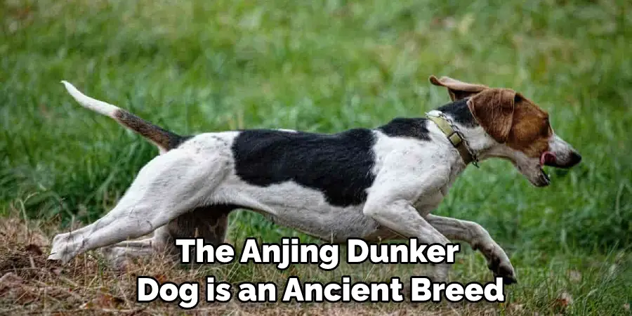 The Anjing Dunker Dog is an Ancient Breed