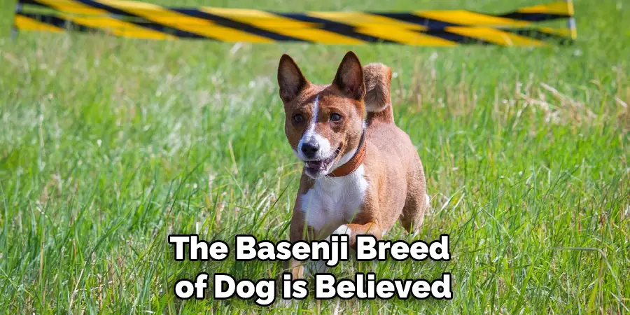 Basenji Dog Totem Animal Symbolizes Alertness