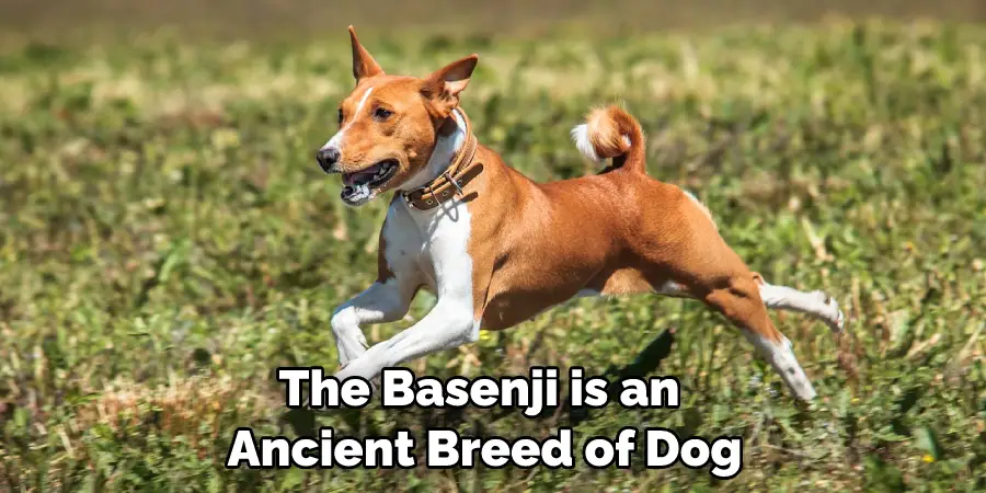 The Basenji is an Ancient Breed of Dog