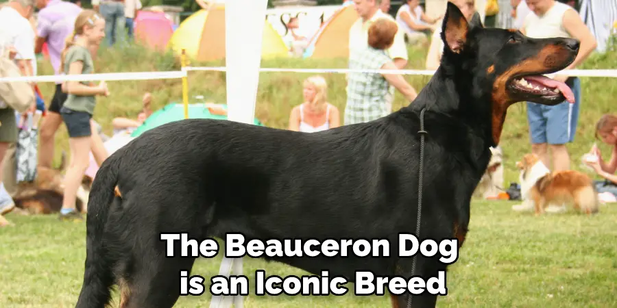 The Beauceron Dog is an Iconic Breed