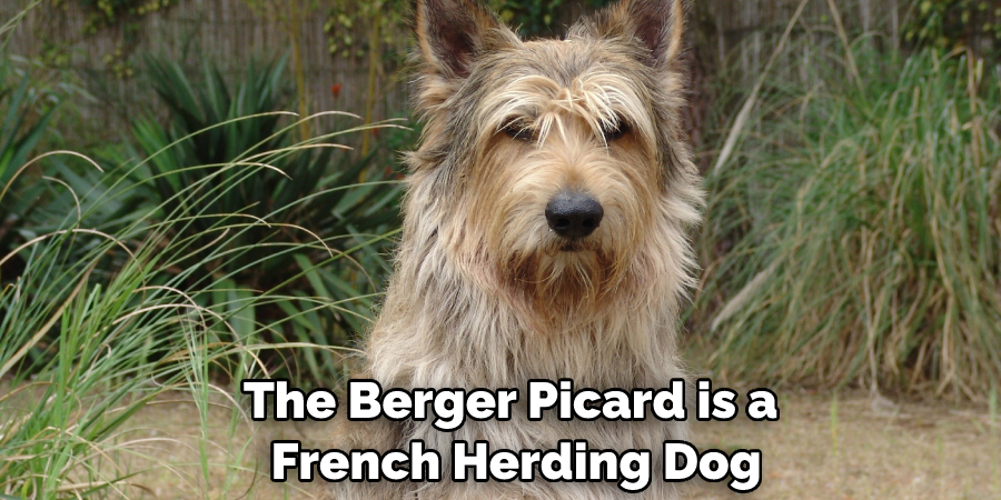 The Berger Picard is a French Herding Dog