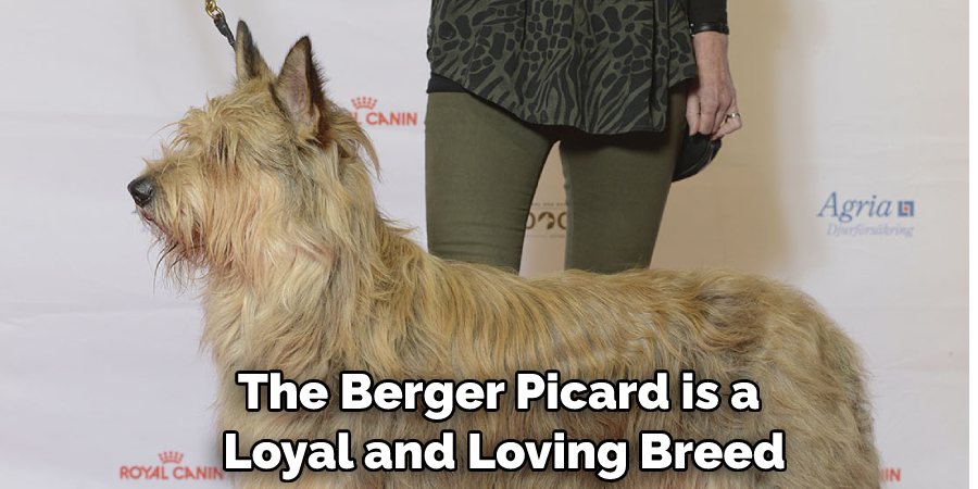 The Berger Picard is a Loyal and Loving Breed