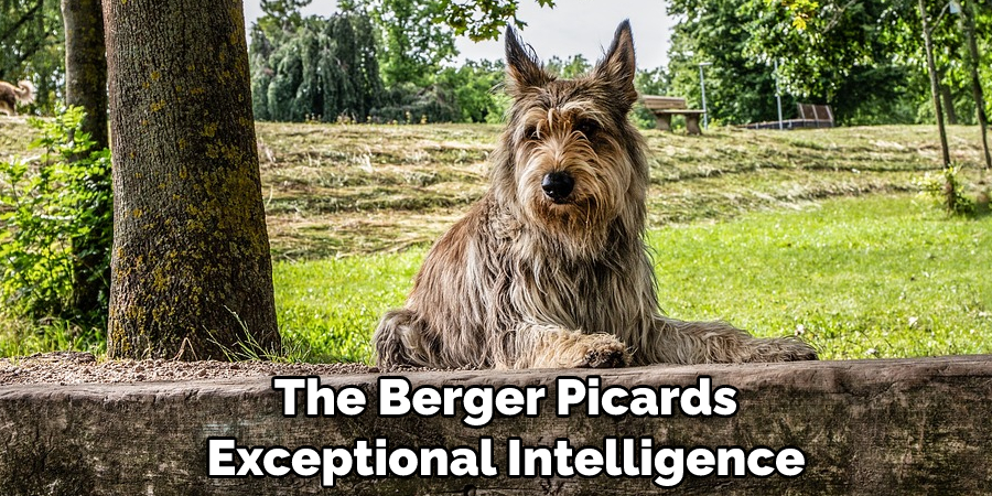 The Berger Picard's Exceptional Intelligence 