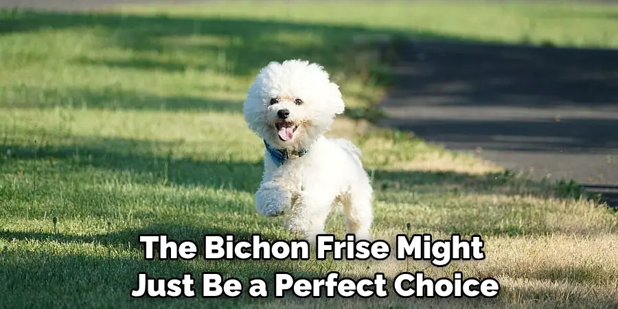 The Bichon Frise Might Just Be a Perfect Choice