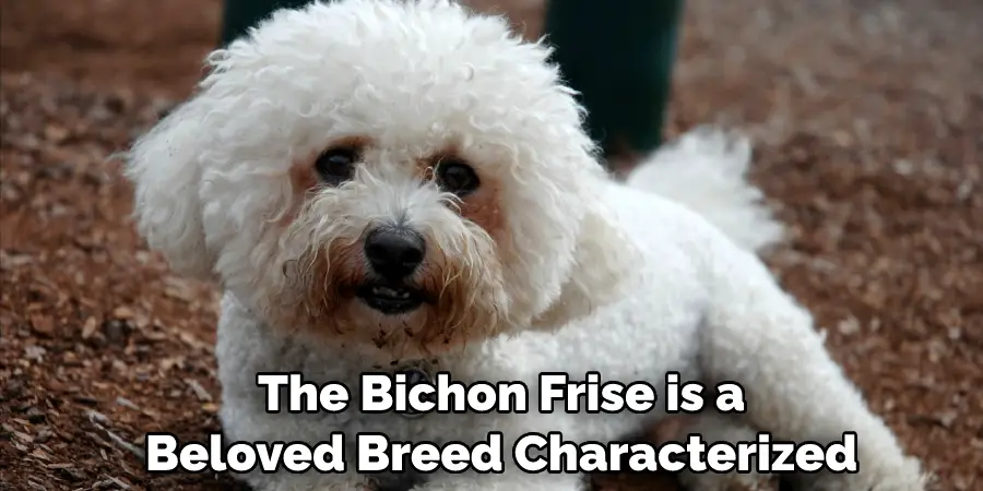 The Bichon Frise is a Beloved Breed Characterized 