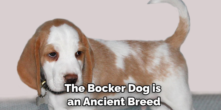 The Bocker Dog is an Ancient Breed