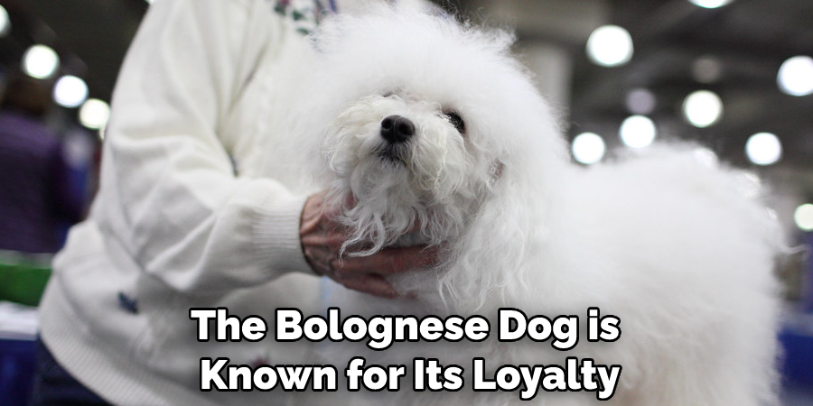 The Bolognese Dog is Known for Its Loyalty