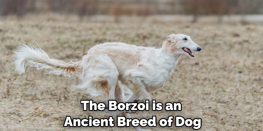 The Borzoi is an Ancient Breed of Dog