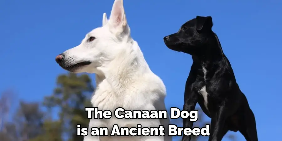 The Canaan Dog is an Ancient Breed