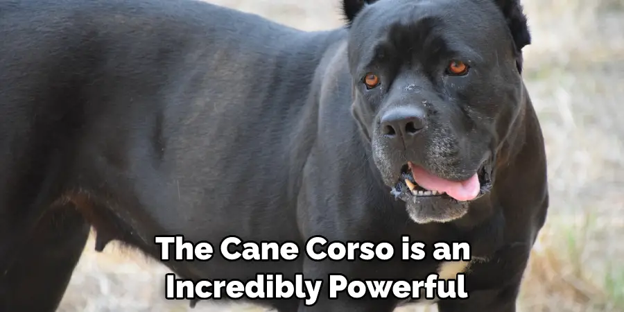 The Cane Corso is an Incredibly Powerful