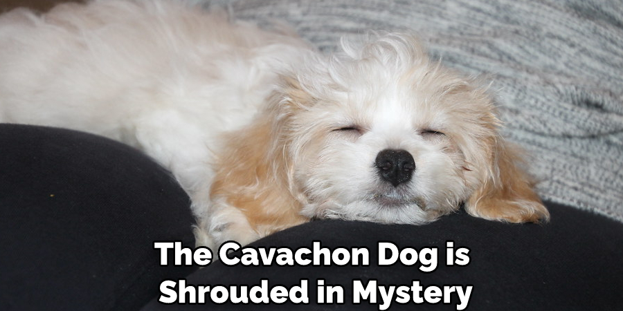 The Cavachon Dog is Shrouded in Mystery