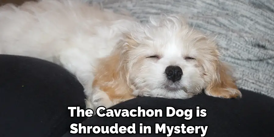 The Cavachon Dog is Shrouded in Mystery