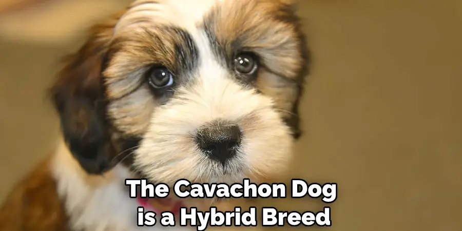 The Cavachon Dog is a Hybrid Breed