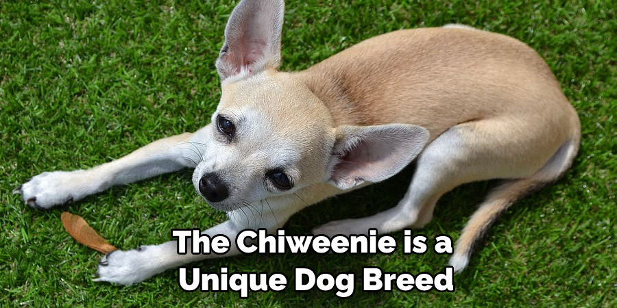 The Chiweenie is a Unique Dog Breed