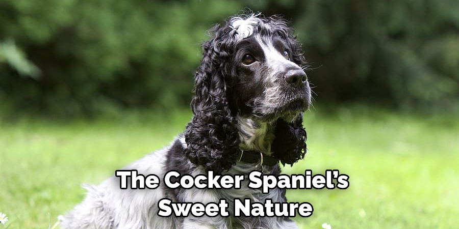 The Cocker Spaniel’s Sweet Nature