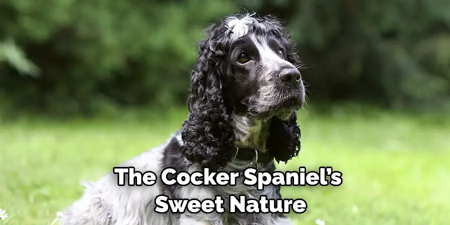 The Cocker Spaniel’s Sweet Nature