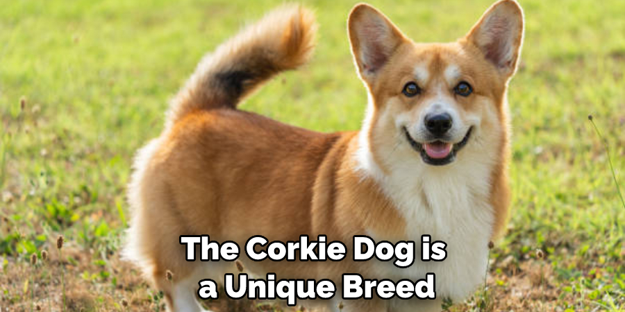 The Corkie Dog is a Unique Breed