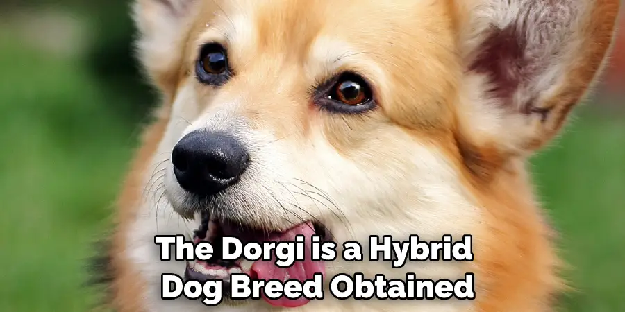 The Dorgi is a Hybrid Dog Breed Obtained