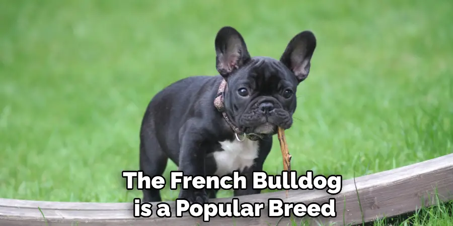 The French Bulldog is a Popular Breed