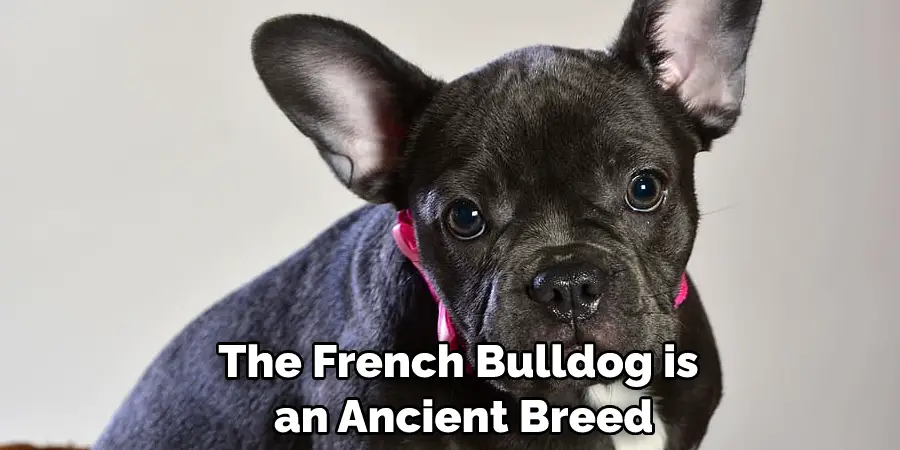 The French Bulldog is an Ancient Breed