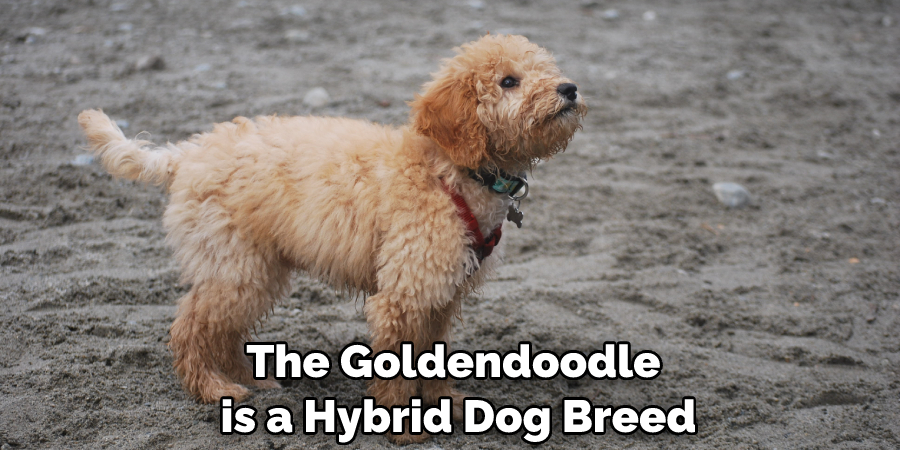The Goldendoodle is a Hybrid Dog Breed