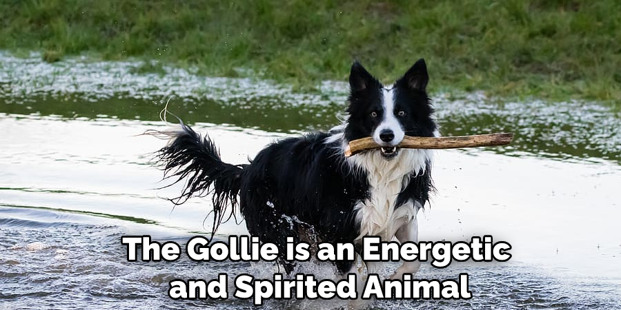 The Gollie is an Energetic and Spirited Animal