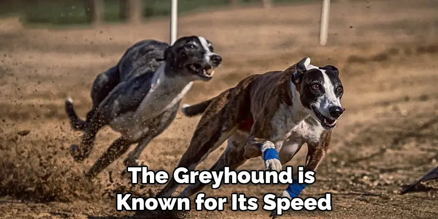 The Greyhound is Known for Its Speed