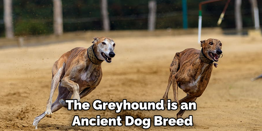 The Greyhound is an Ancient Dog Breed