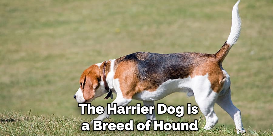 The Harrier Dog is a Breed of Hound