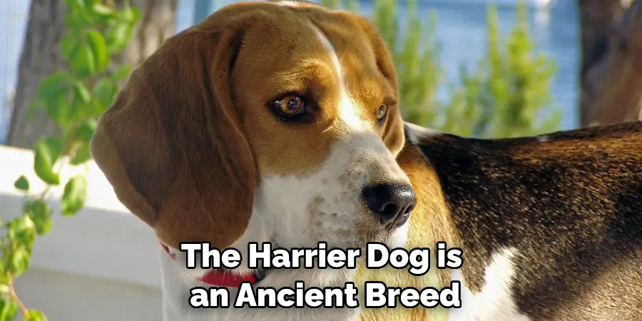 The Harrier Dog is an Ancient Breed