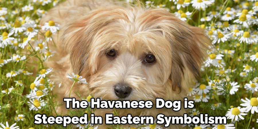 The Havanese Dog is Steeped in Eastern Symbolism