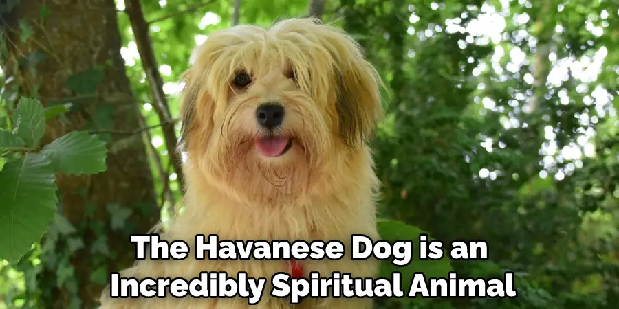 The Havanese Dog is an Incredibly Spiritual Animal