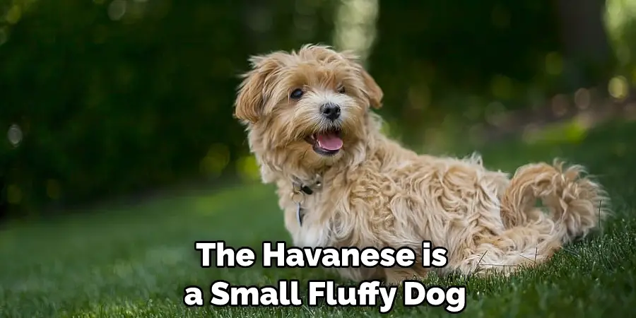 The Havanese is a Small Fluffy Dog