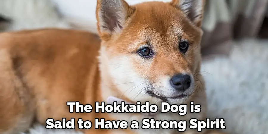 The Hokkaido Dog is Said to Have a Strong Spirit