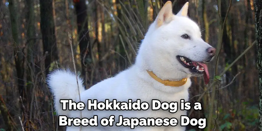 The Hokkaido Dog is a Breed of Japanese Dog