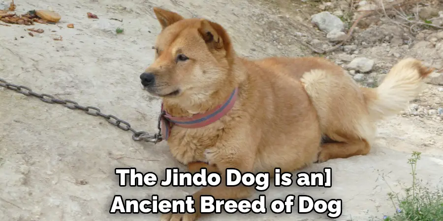 The Jindo Dog is an Ancient Breed of Dog
