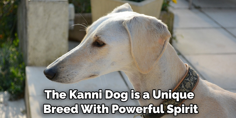 The Kanni Dog is a Unique Breed With Powerful Spirit