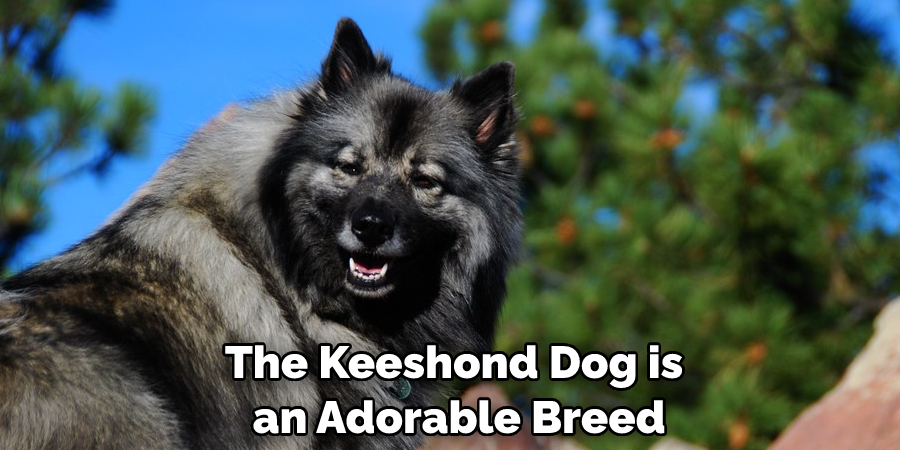 The Keeshond Dog is an Adorable Breed