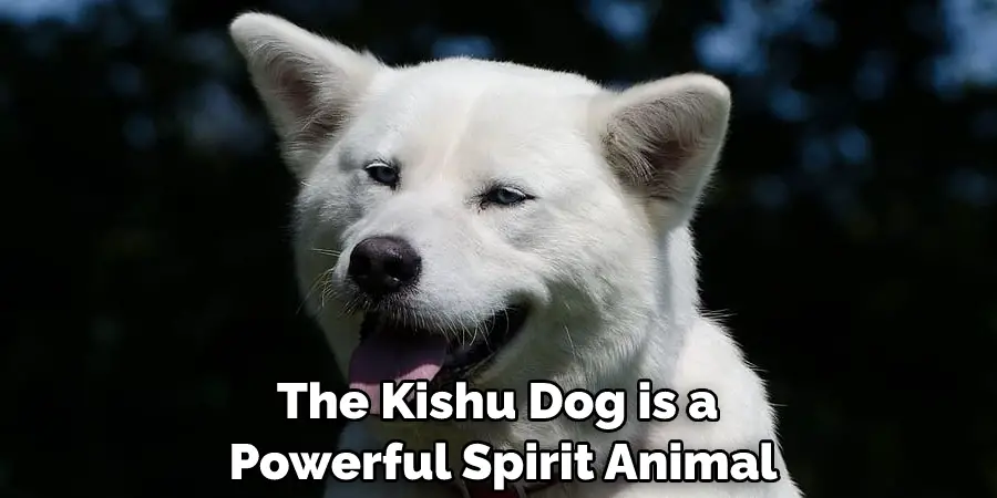 The Kishu Dog is a Powerful Spirit Animal