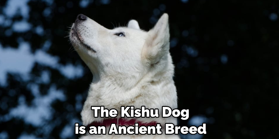  The Kishu Dog is an Ancient Breed