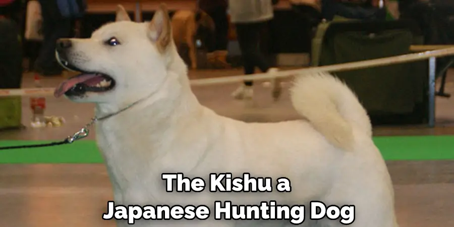 The Kishu a Japanese Hunting Dog