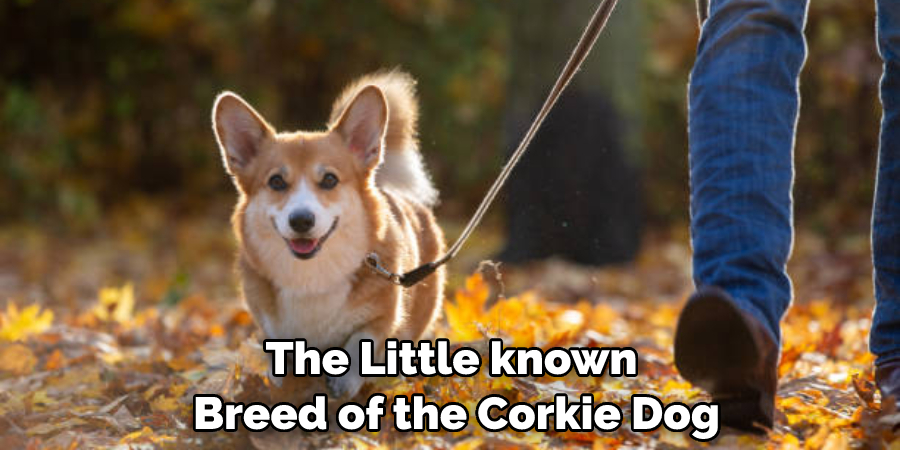 The Little-known Breed of the Corkie Dog